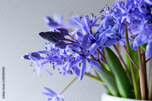 Flower design - floral border made of Scilla bifolia two-leaf squill or alpine squill isolated on white background with space for text. Spring decoration