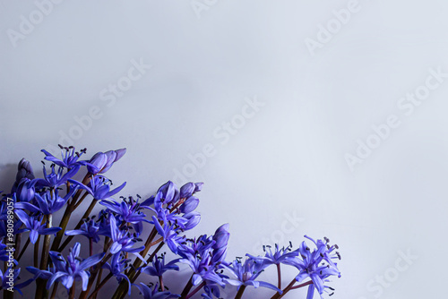Flower design - floral border made of Scilla bifolia two-leaf squill or alpine squill isolated on white background with space for text. Spring decoration