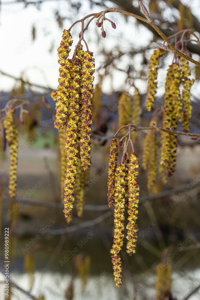 Small branch of black alder Alnus glutinosa with male catkins and female red flowers. Blooming alder in spring beautiful natural background with clear earrings and blurred background Small branch of black alder Alnus glutinosa with male catkins and female red flowers. Blooming alder in spring beautiful natural background with clear earrings and blurred background