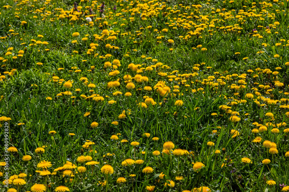 Dandelion flowers on a green meadow in spring. Dandelion flower background Dandelion flowers on a green meadow in spring. Dandelion flower background