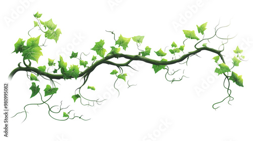 Green ivy vine branch clipping path isolated transparent background