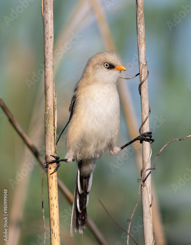 Bearded reedling, Panurus biarmicus. A young male sits on a twine between two reed stalks photo