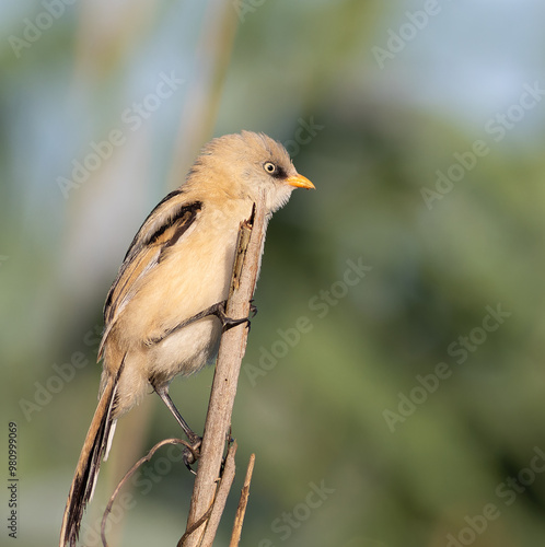 Bearded reedling, Panurus biarmicus. A male sits on a broken reed stalk, flat background photo