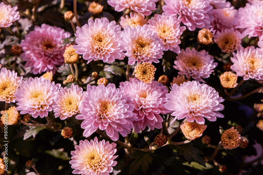 Obraz premium Background with beautiful autumn flowers asters