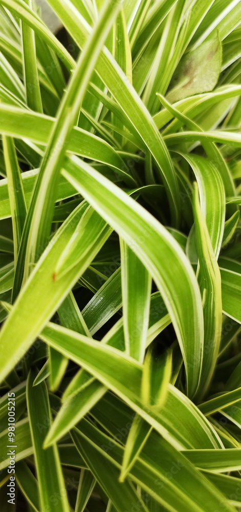 Fototapeta premium green grass background / mobile phone wallpaper