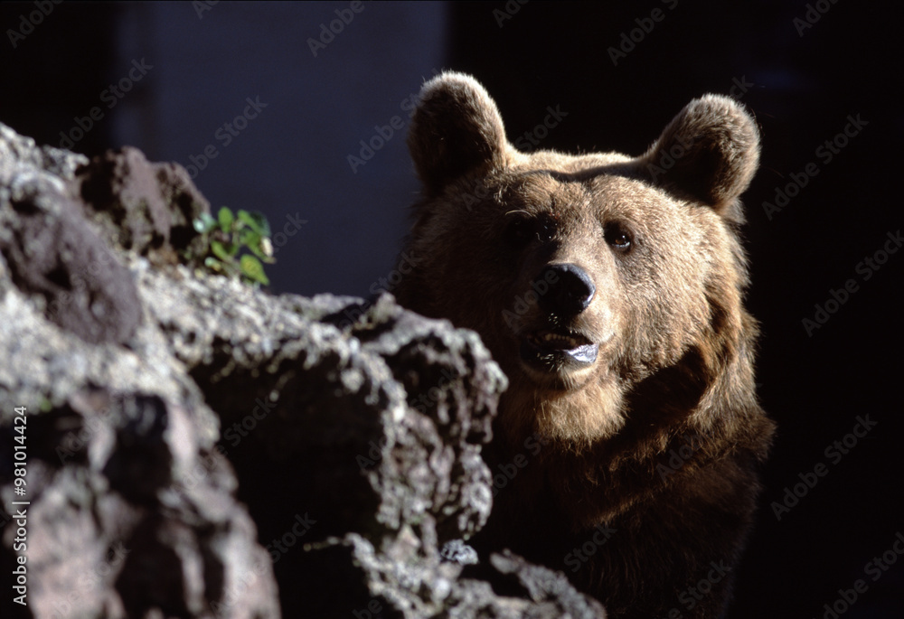 Fototapeta premium Majestic Brown Bear in Natural Habitat
