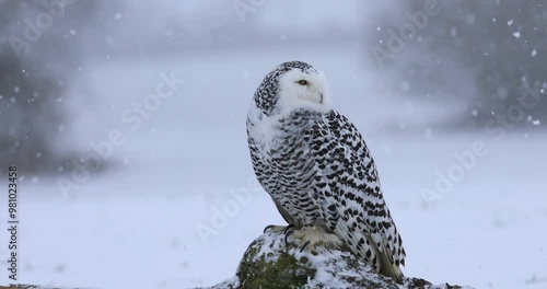 Snowy owl, Bubo scandiacus, perched on old stump in snow during snowfall. Arctic owl observing surroundings. Beautiful white polar bird with yellow eyes. Winter in wild nature habitat.