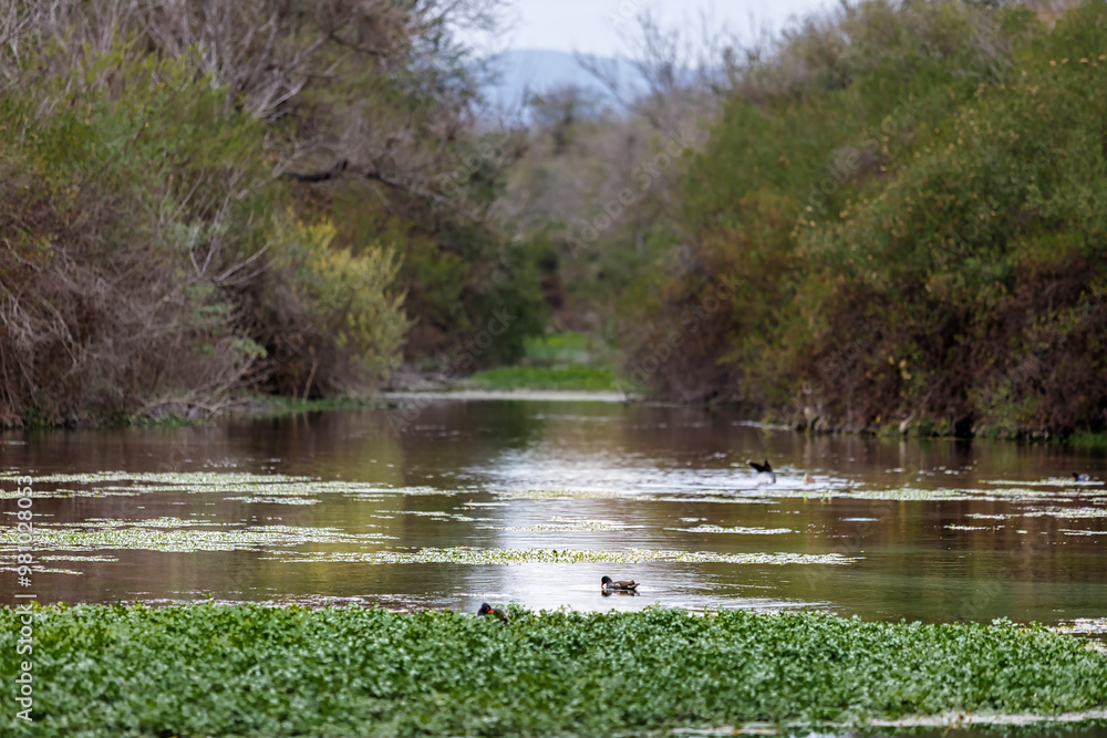 Ducks swim in a forest pond in Tucuman, Argentina Ducks swim in a forest pond in Tucuman, Argentina