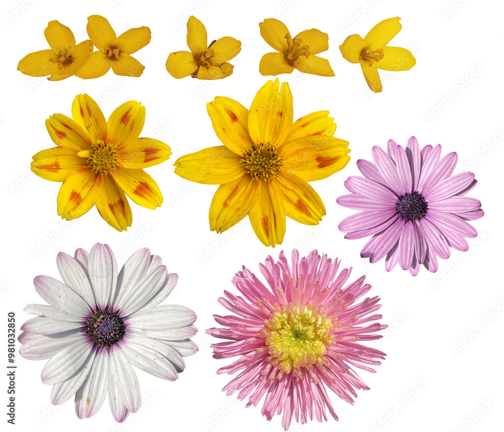 flowers isolated on the white, set of flowers flowers isolated on the white, set of flowers