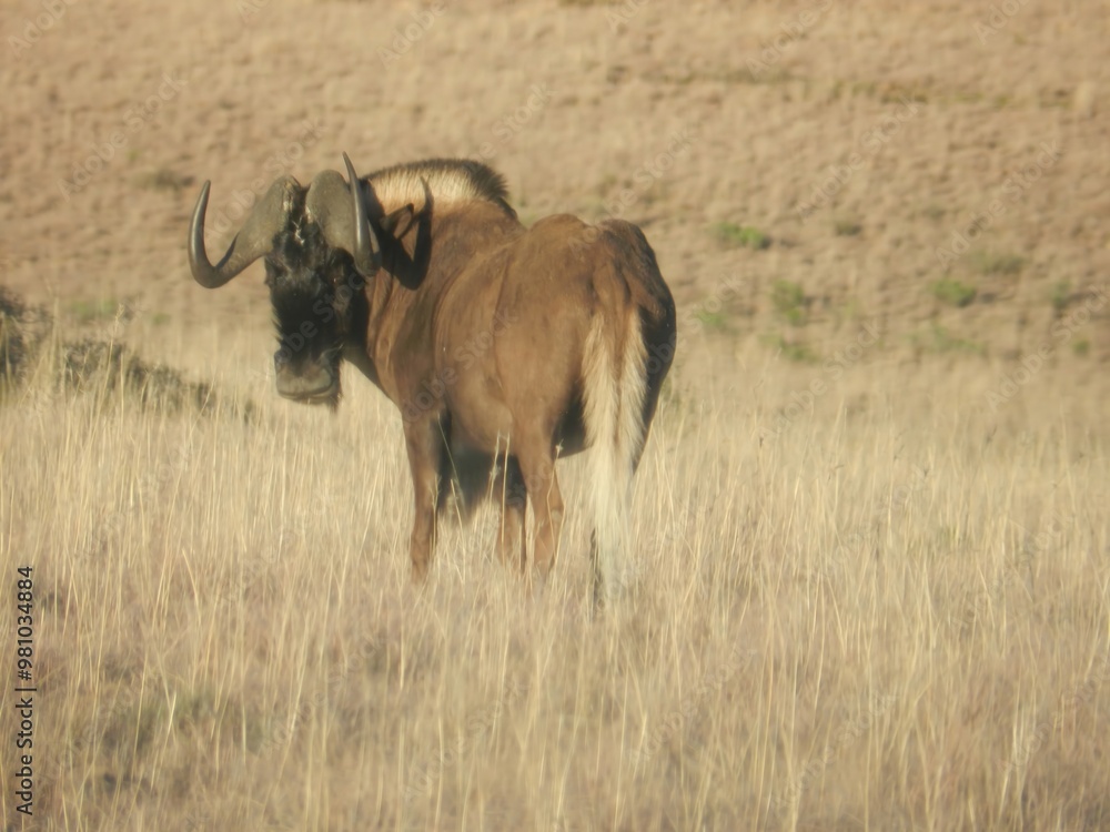 Naklejka premium A wildebeest stands in a grassy field, showcasing its distinctive horns and robust body.