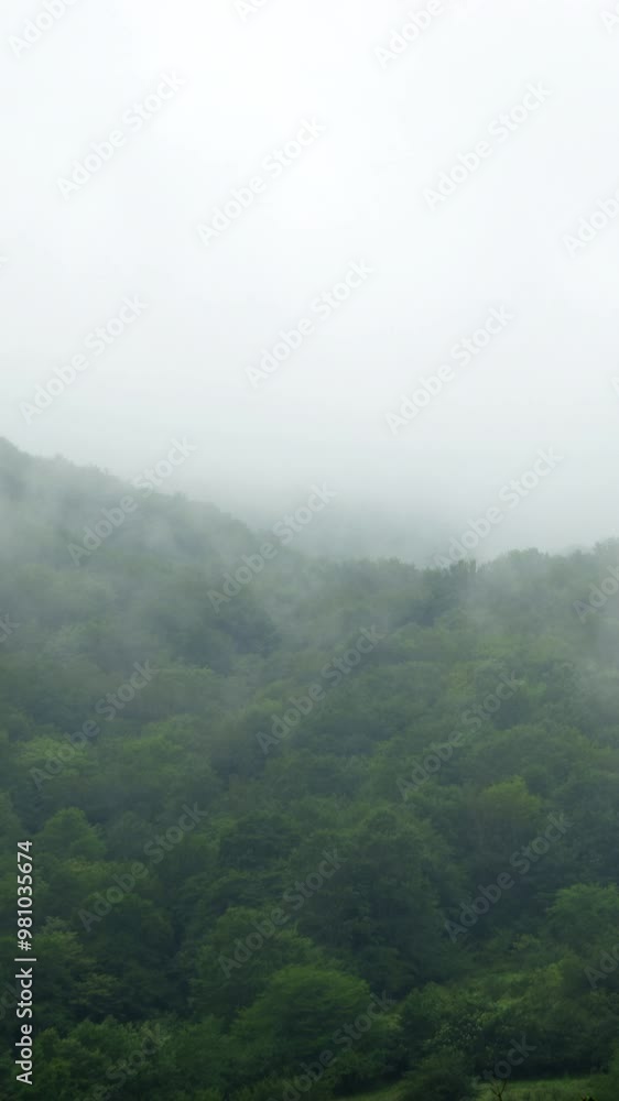 The fantastic scenery of forest and the mist The fantastic scenery of forest and the mist