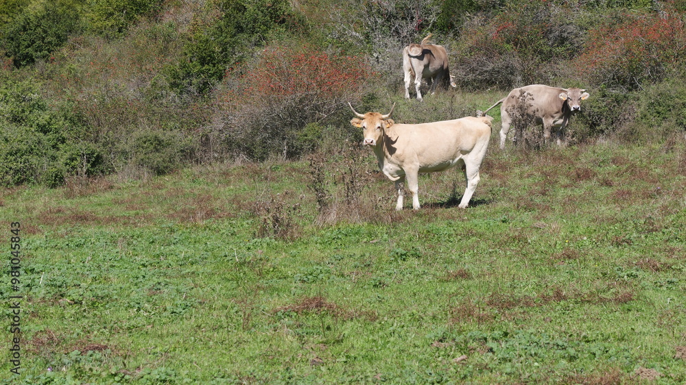 Obraz premium Vacas pastando en un prado verde