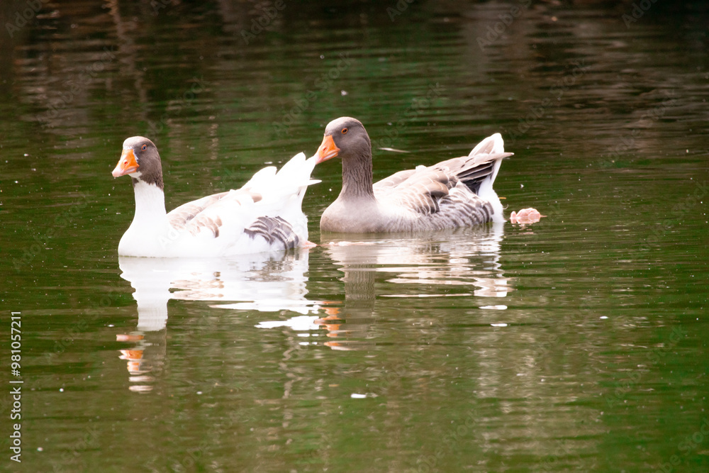 Fototapeta premium water, bird, swan, lake, animal, goose, nature, duck, pond, wildlife, white, river, birds, swimming, pelican, park, geese, animals, swim, green, wild, summer, beautiful, reflection
