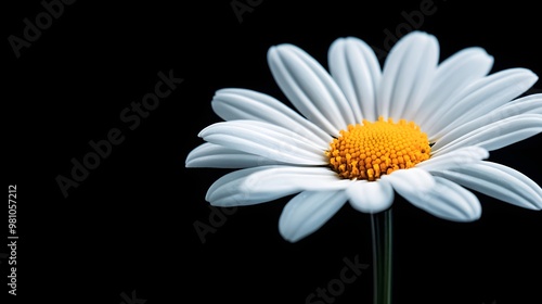 Macro shot of a white daisy with crisp white petals and a bright yellow center, set against a deep black backgroundClean and minimalist, perfect for wellness designs photo