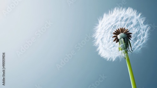 Wallpaper Mural Fine details of a dandelion in seed stage on solid white background, airy and light Torontodigital.ca