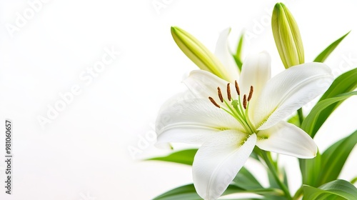 Detailed macro of a single white lily on solid white background, focus on soft petals and stamen, serene and elegant, perfect for wedding themes.