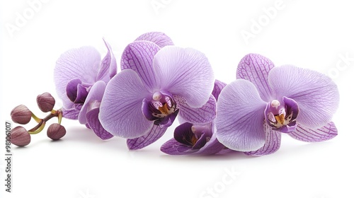 Elegant purple orchid flower, close-up on solid white background, detailed petals, high-end branding.