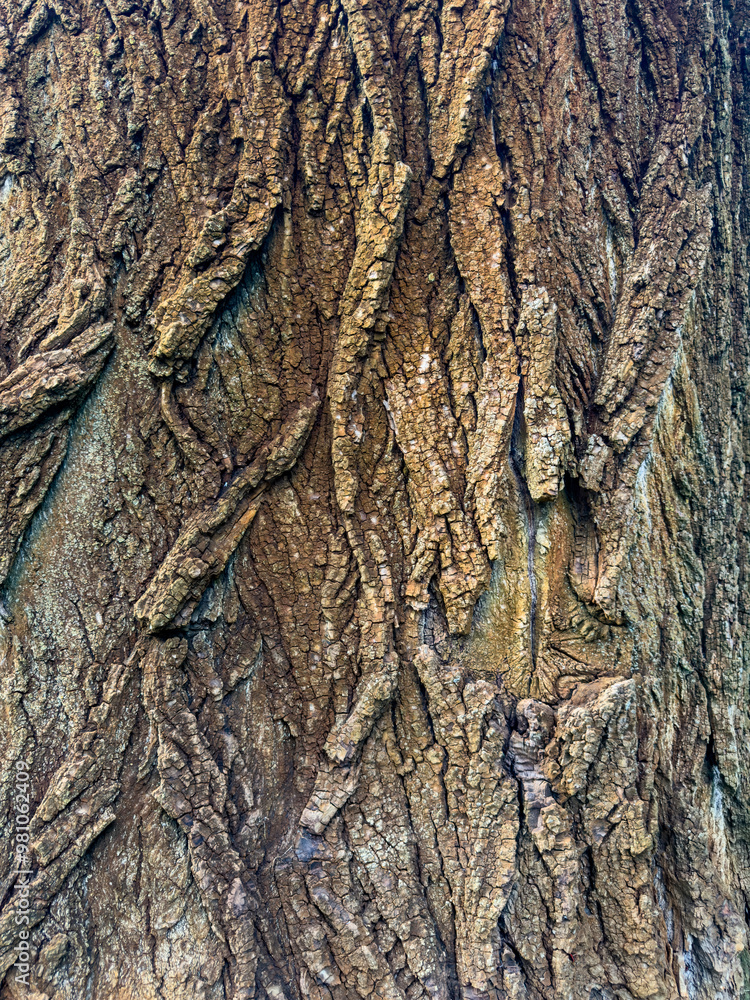 Obraz premium Wonderful and picturesque texture of oak bark.