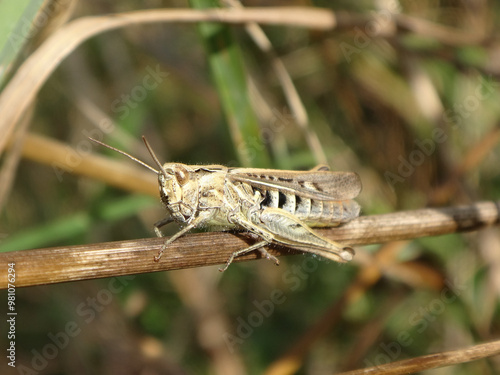The common field grasshopper (Chorthippus brunneus) sitting on a dry grass stalk