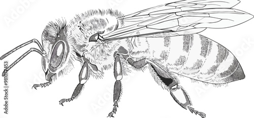 The honeybee is drawn with one continuous line on a white background. vector illustration
