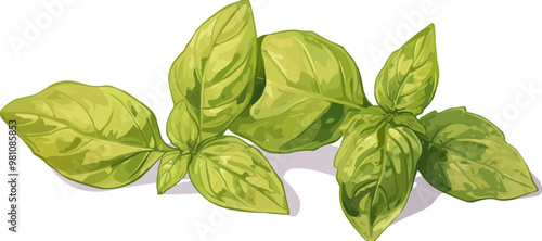 Green basil leaf, Vector flat minimalistic isolated illustration