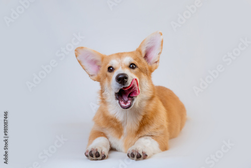 A Welsh Corgi dog lies on a white background looking at the camera, licking its lips, isolated