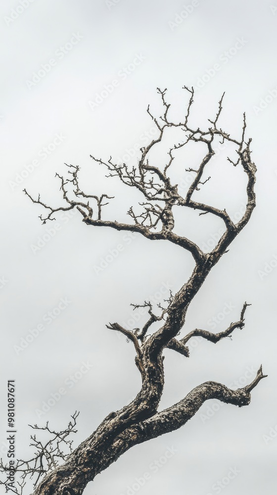Dramatic silhouette of a bare twisted tree Dramatic silhouette of a bare twisted tree