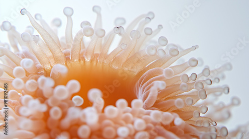 anemone, sea anemone, close up of a anemone