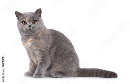 Excellent young blue tortie British Shorthair cat, sitting up side ways. Looking towards camera with deep orange eyes. Isolated on a white background. photo