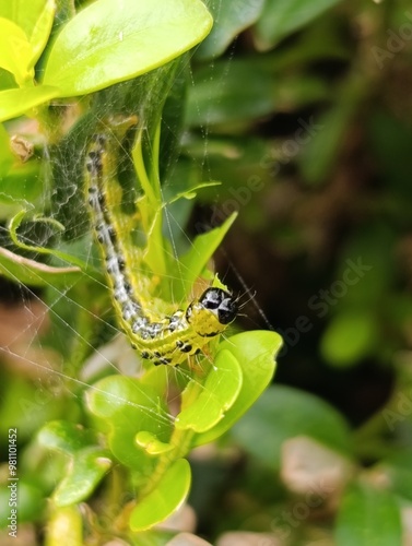 a caterpillar eats a boxwood plant Gardening