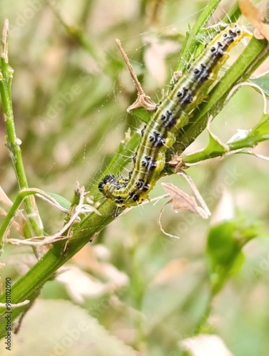 a caterpillar eats a boxwood plant Gardening