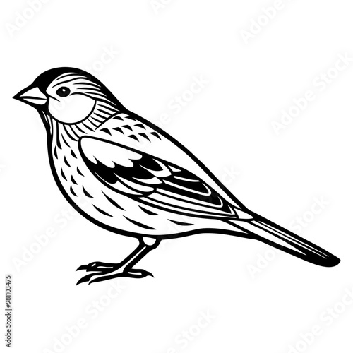 Canary bird