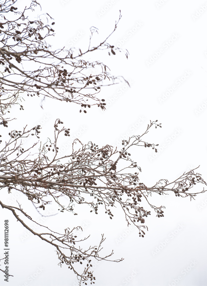 Fototapeta premium Moody background with Tree branches silhouette in fog