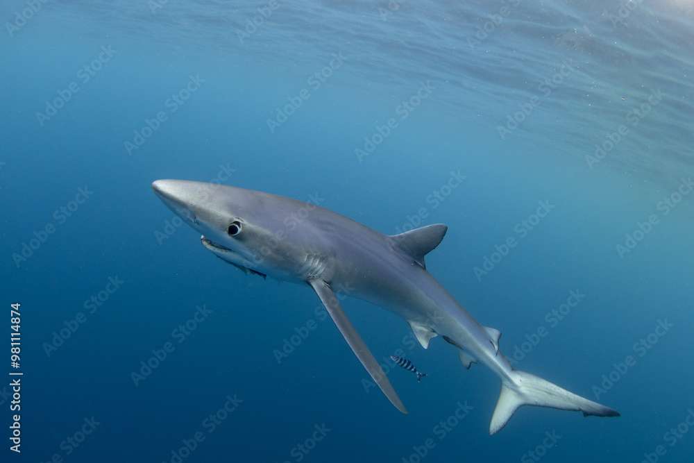 Obraz premium Blue shark is swimming around whale carcass. Apex predator in ocean. Diving with sharks around Azores islands. 