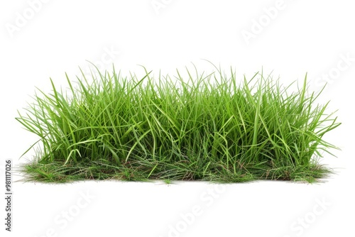 Close-up of lush green grass on a clean white surface