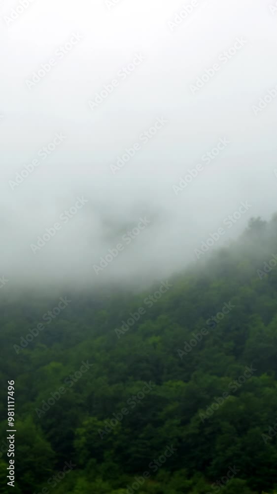 portrait view of the forest with fog portrait view of the forest with fog