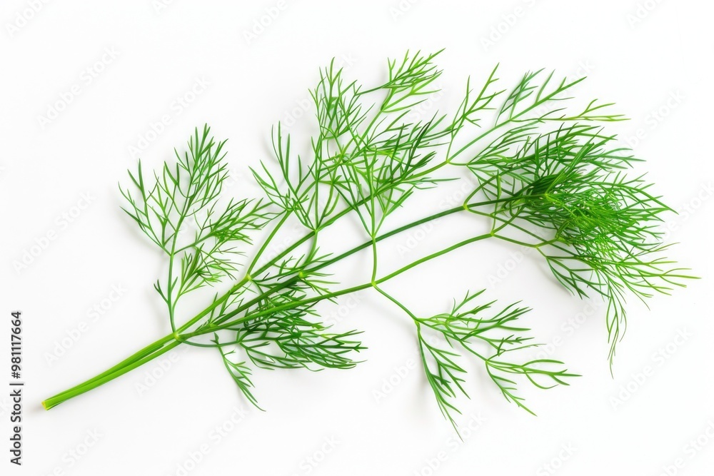 A close-up shot of a green plant sitting on a white surface, perfect for use in designs and illustrations A close-up shot of a green plant sitting on a white surface, perfect for use in designs and illustrations