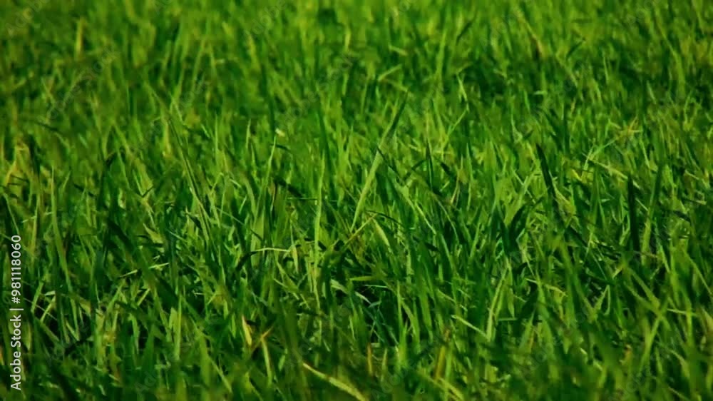 green grass background green grass background
