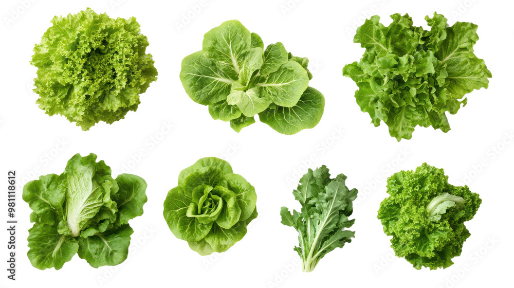 High-Quality Set of Green Lettuce with Leaves | Isolated on transparent Background High-Quality Set of Green Lettuce with Leaves | Isolated on transparent Background