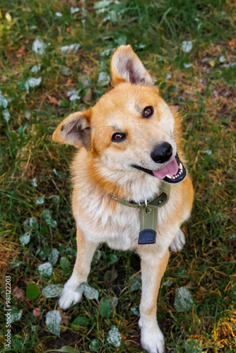 A happy male dog with white and ginger fur sits on the green grass and looks toward the camera lens on a sunny fall day. 