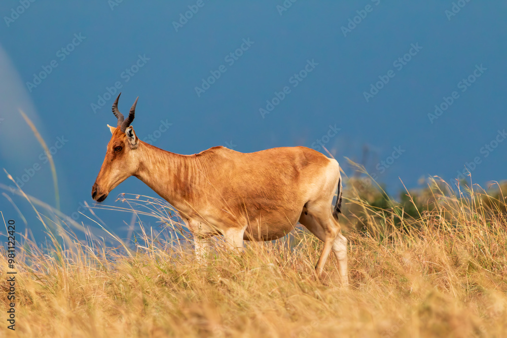 Fototapeta premium Close-up of a Topi Antelope in the Masai Mara, Kenya