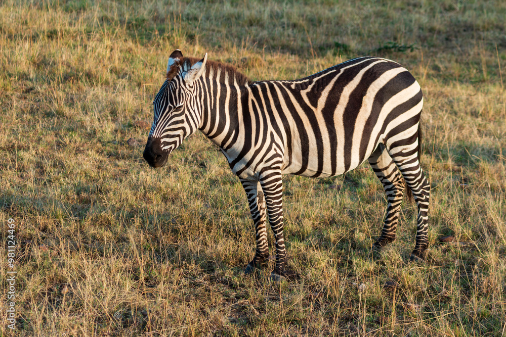 Zebra Standing in the Grasslands of Masai Mara, Kenya Zebra Standing in the Grasslands of Masai Mara, Kenya