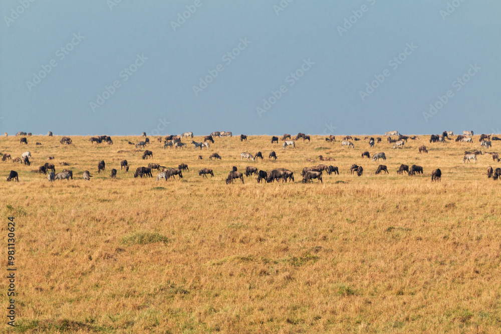 Obraz premium Herds of Wildebeest and Zebras Grazing in the Vast Plains of Masai Mara, Kenya