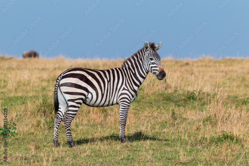 Adult Plains Zebra Facing the Camera in the Grasslands of Masai Mara, Kenya Adult Plains Zebra Facing the Camera in the Grasslands of Masai Mara, Kenya
