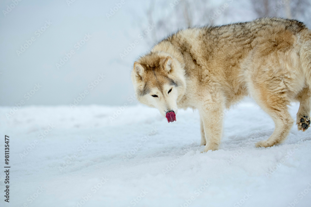 Siberian Husky sniffs at a red object in a snow-covered field. Siberian Husky sniffs at a red object in a snow-covered field.