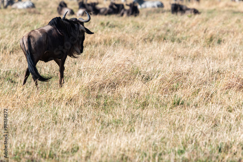 Wallpaper Mural Lone Wildebeest Walking Away in the Grasslands of Masai Mara, Kenya with Zebras and Wildebeest Herds in the Background Torontodigital.ca