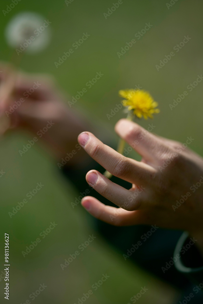 A child reaches out to touch a bright yellow dandelion, with another blurry dandelion in the background. A child reaches out to touch a bright yellow dandelion, with another blurry dandelion in the background.
