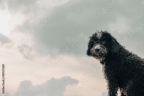 Wet black dog with a thoughtful expression standing against a cloudy sky backdrop.