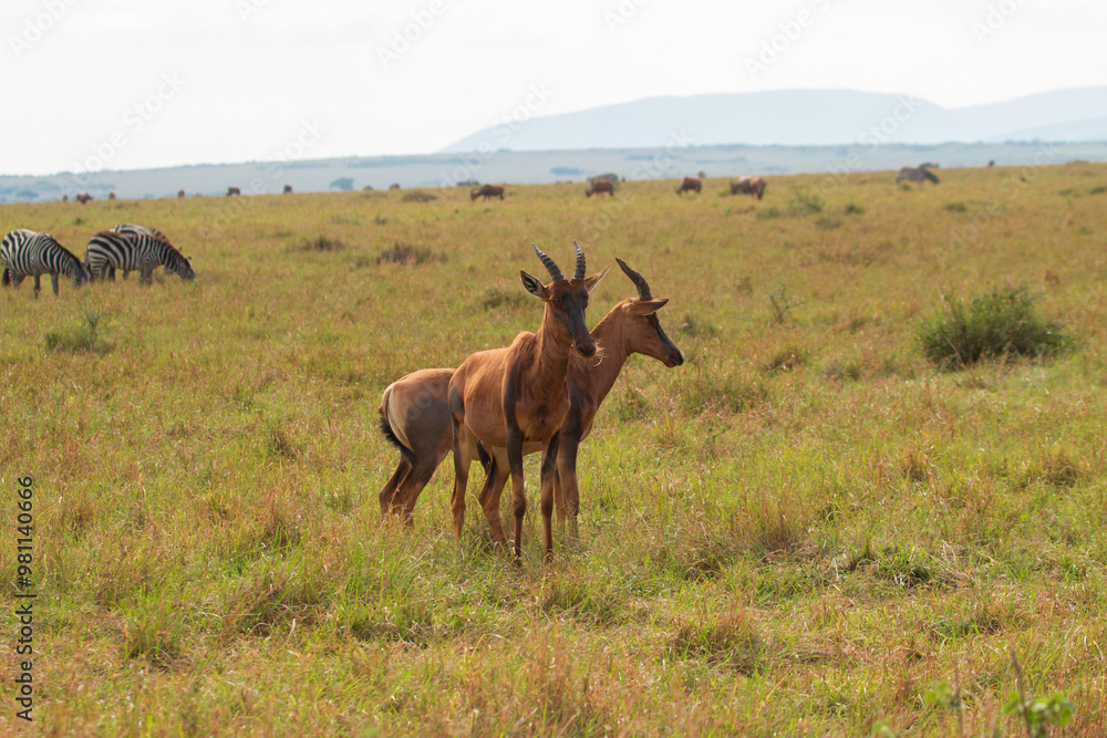 Pair of Topi Antelopes Standing in the Open Plains of Masai Mara, Kenya with Zebras and Wildebeest in the Background Pair of Topi Antelopes Standing in the Open Plains of Masai Mara, Kenya with Zebras and Wildebeest in the Background
