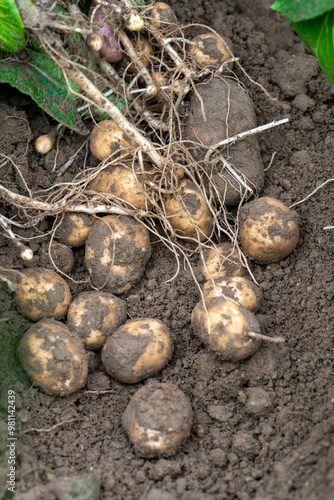 Wallpaper Mural Freshly dug potatoes lie on the soil with plant roots visible. Torontodigital.ca